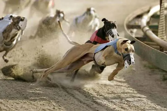سباقات الكلاب السلوقي